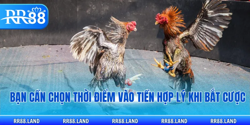 Bạn cần chọn thời điểm vào tiền hợp lý khi bắt cược