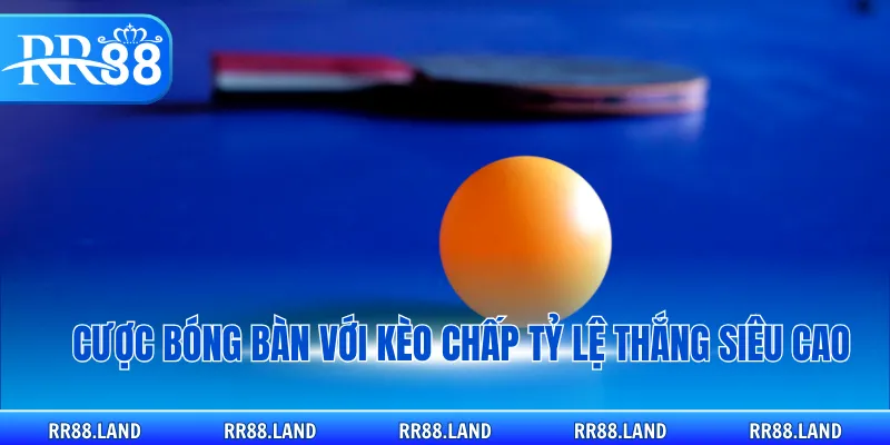 Cược bóng bàn với kèo chấp tỷ lệ thắng siêu cao