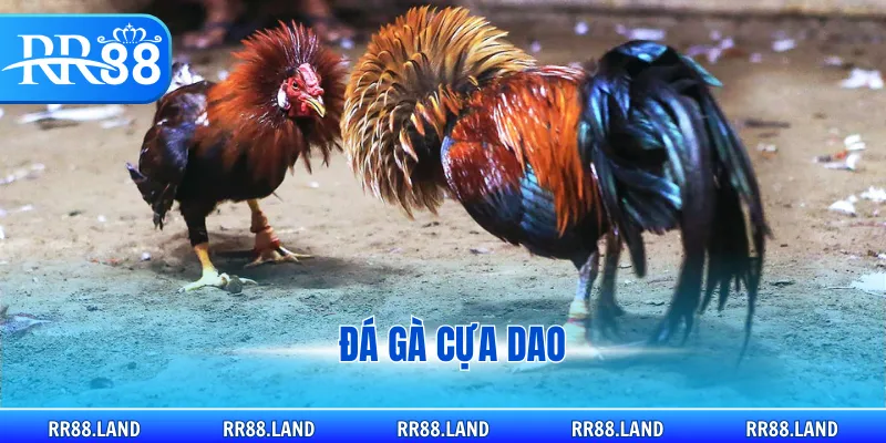 đá gà cựa dao